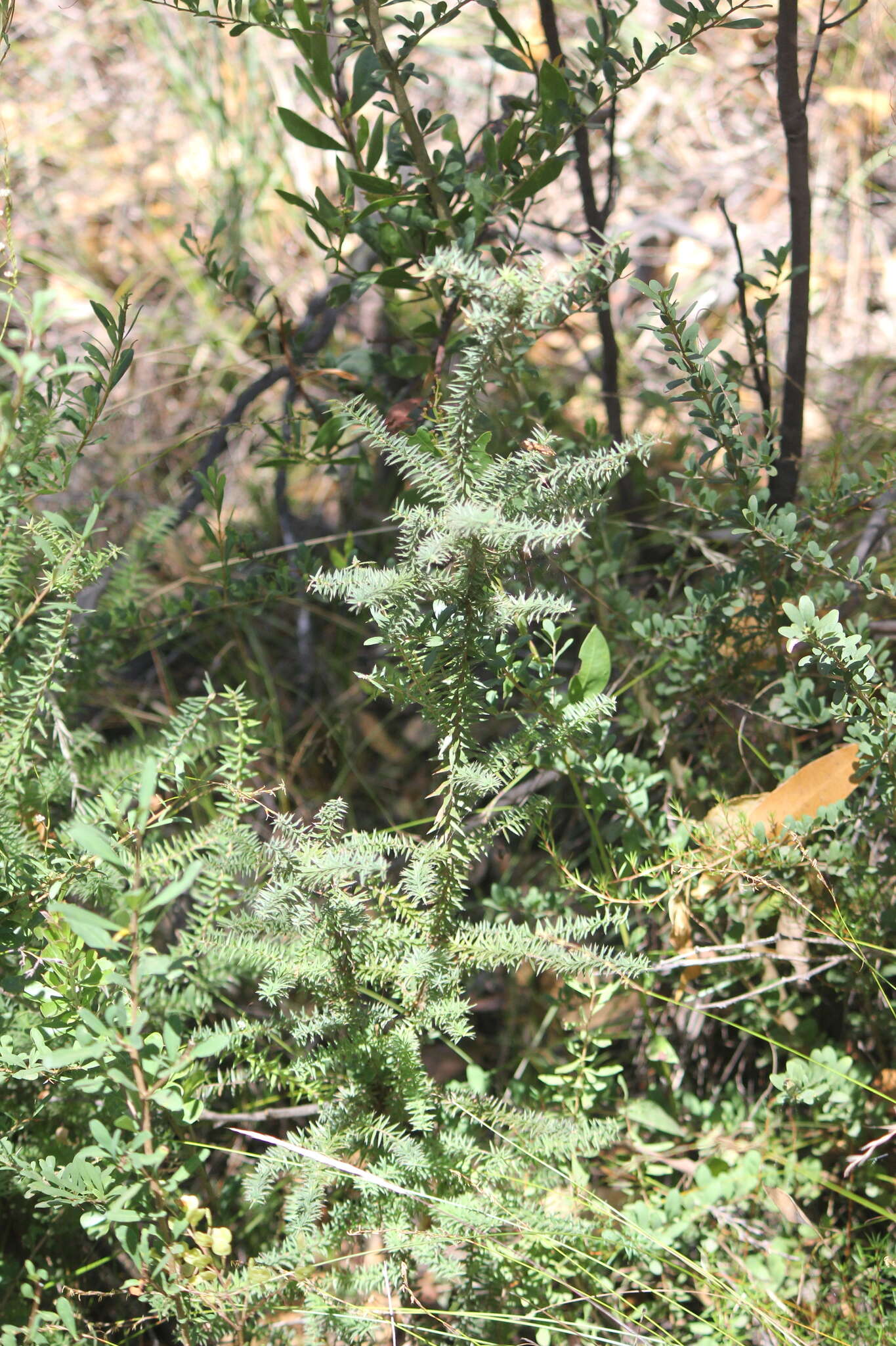 Sivun Acrotriche fasciculiflora (Regel) Benth. kuva