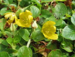 Image of creeping jenny