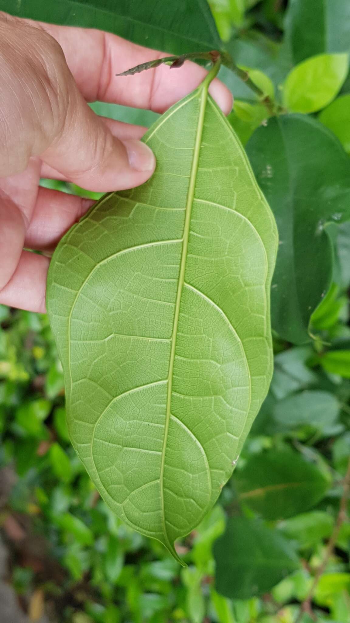 Image of Ficus heteropleura Bl.