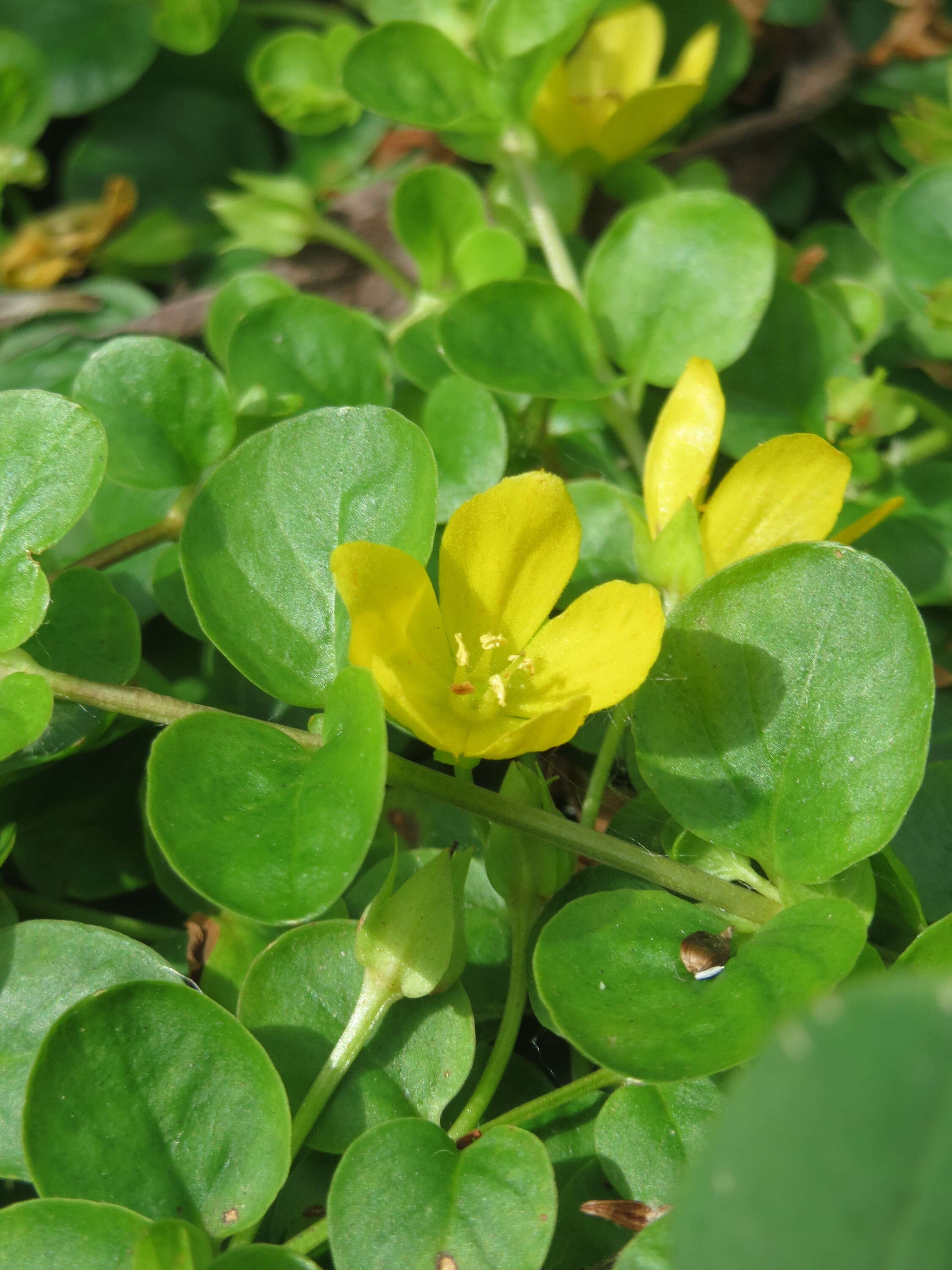 Image of creeping jenny