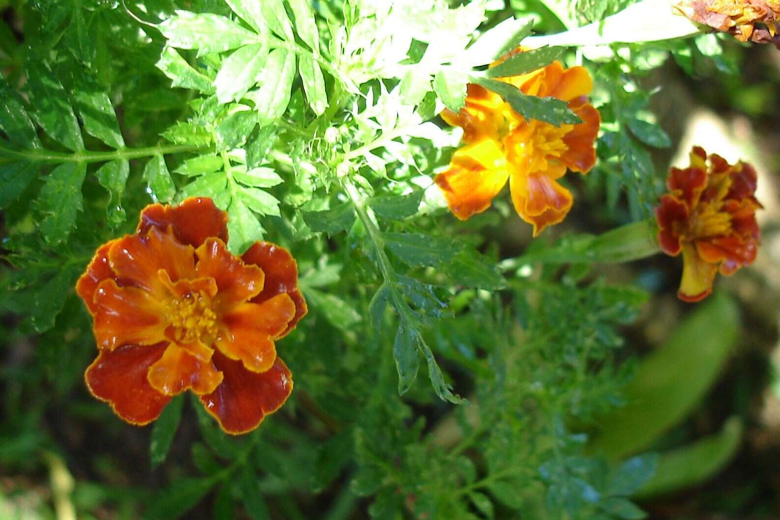 Image of French marigold