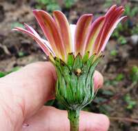 Gerbera crocea (L.) Kuntze的圖片