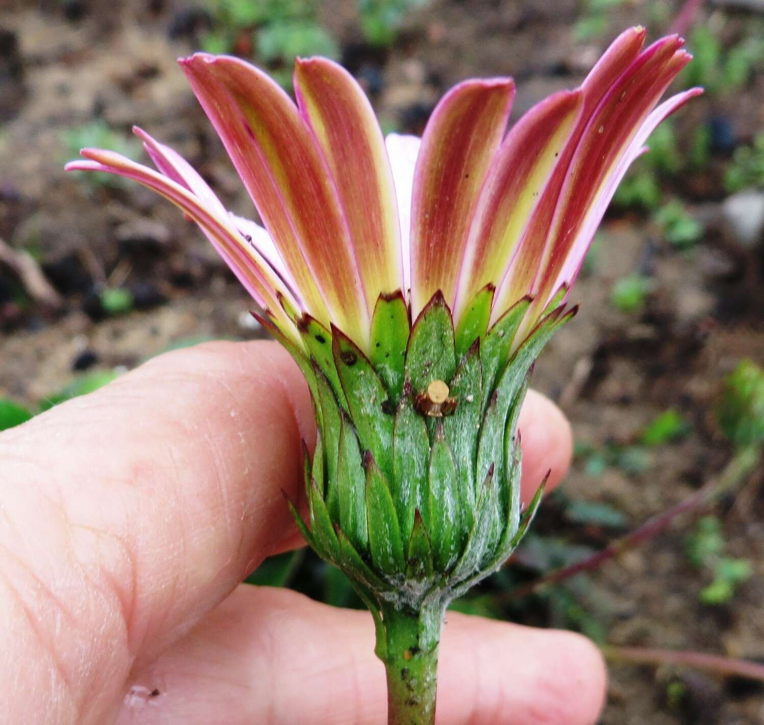 Gerbera crocea (L.) Kuntze的圖片