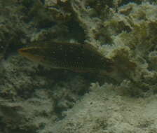 Image of Argus Wrasse