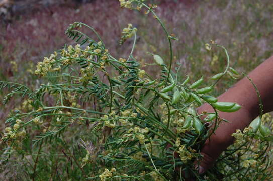 Sivun Astragalus douglasii var. parishii (A. Gray) M. E. Jones kuva