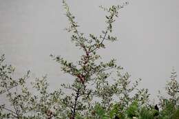 Слика од Shepherdia argentea (Pursh) Nutt.