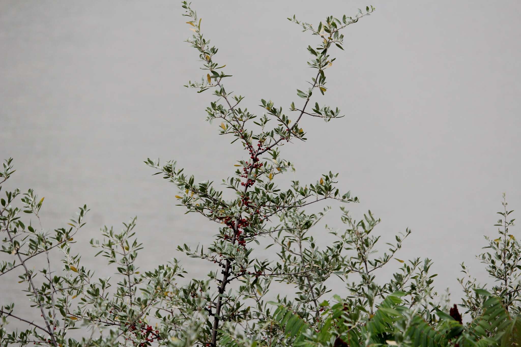 Image of silver buffaloberry