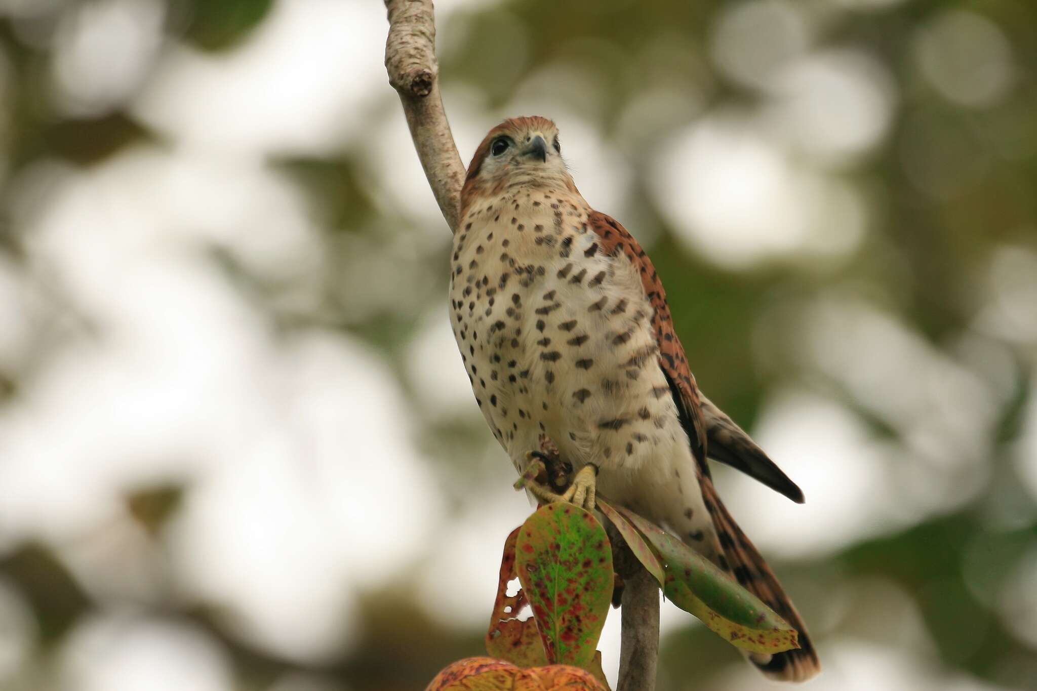 صورة Falco punctatus Temminck 1821