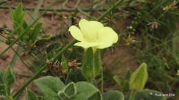 صورة Thunbergia capensis Rets.