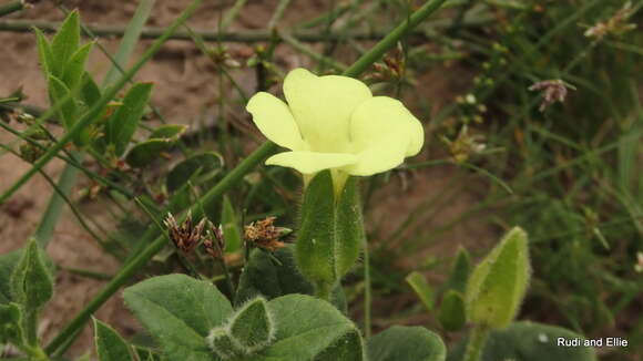 Image of Thunbergia capensis Rets.