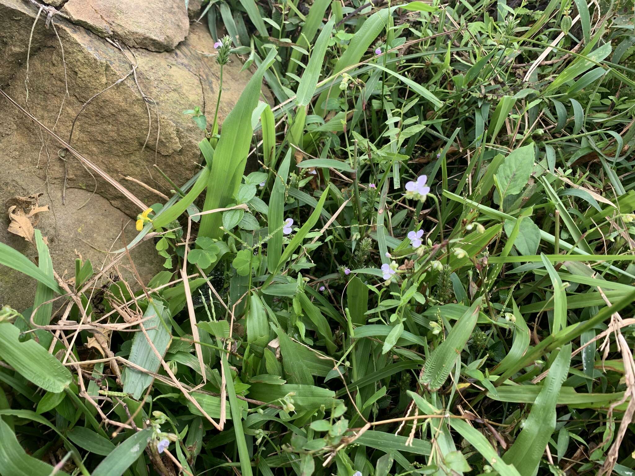 Image of Murdannia loriformis (Hassk.) R. S. Rao & Kammathy