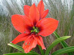 Image of Hippeastrum aulicum (Ker Gawl.) Herb.