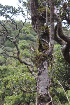 Imagem de Pinalia bicolor (Lindl.) Kuntze