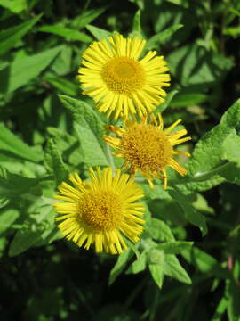 Image of common fleabane