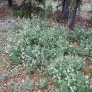 Plancia ëd Astragalus williamsii Rydb.