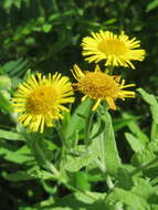 Image of common fleabane