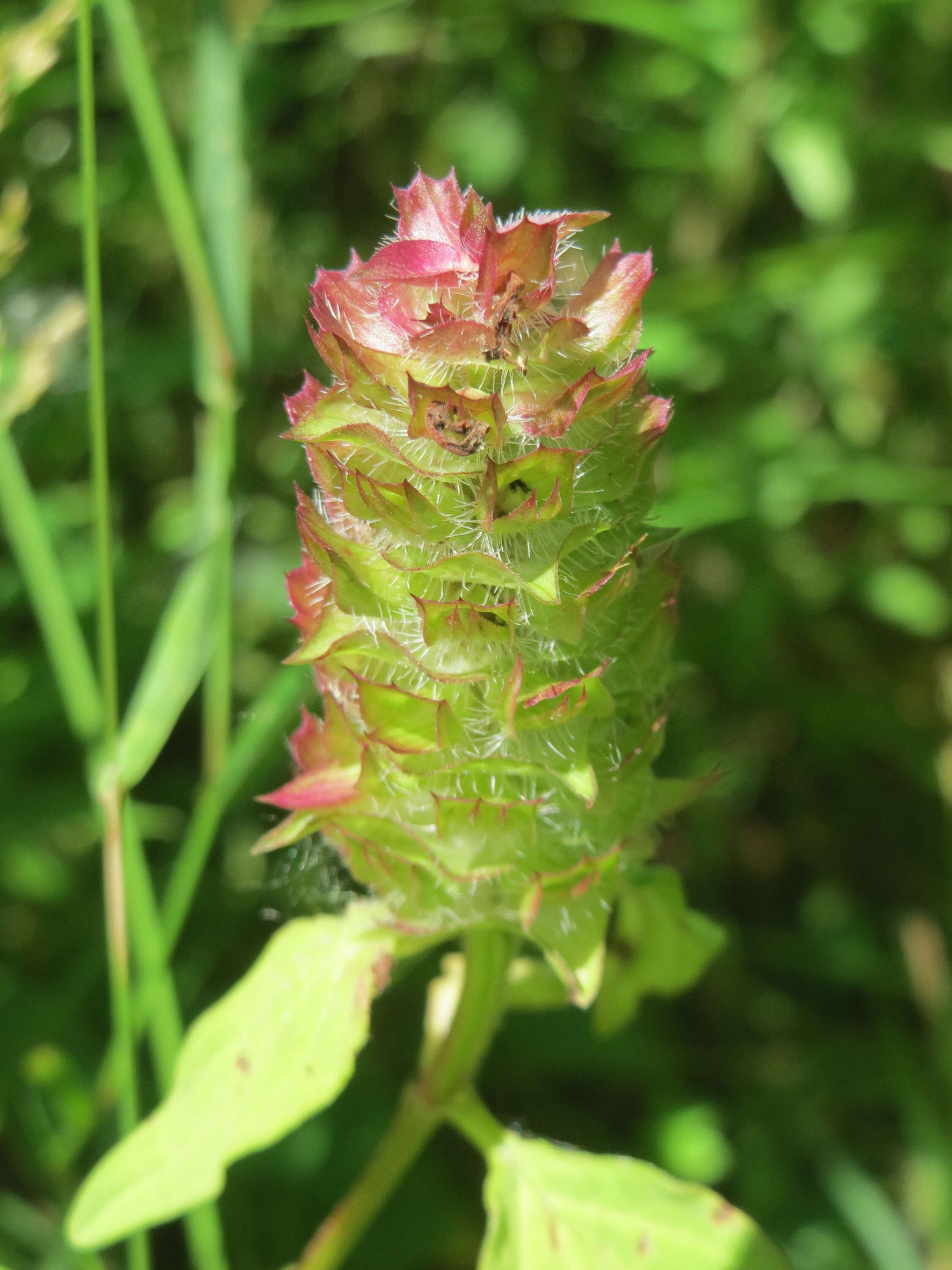 Image of common selfheal