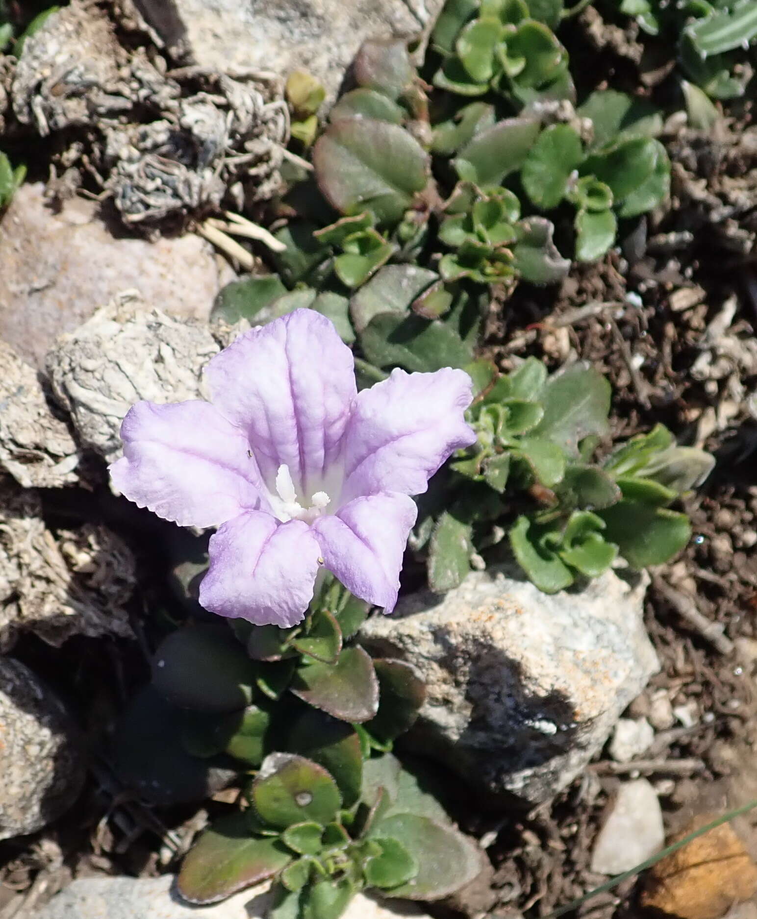 Plancia ëd Ruellia pilosa L. fil.