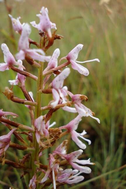 Image of Disa patula var. patula