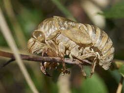 Image of Cicada orni Linnaeus 1758