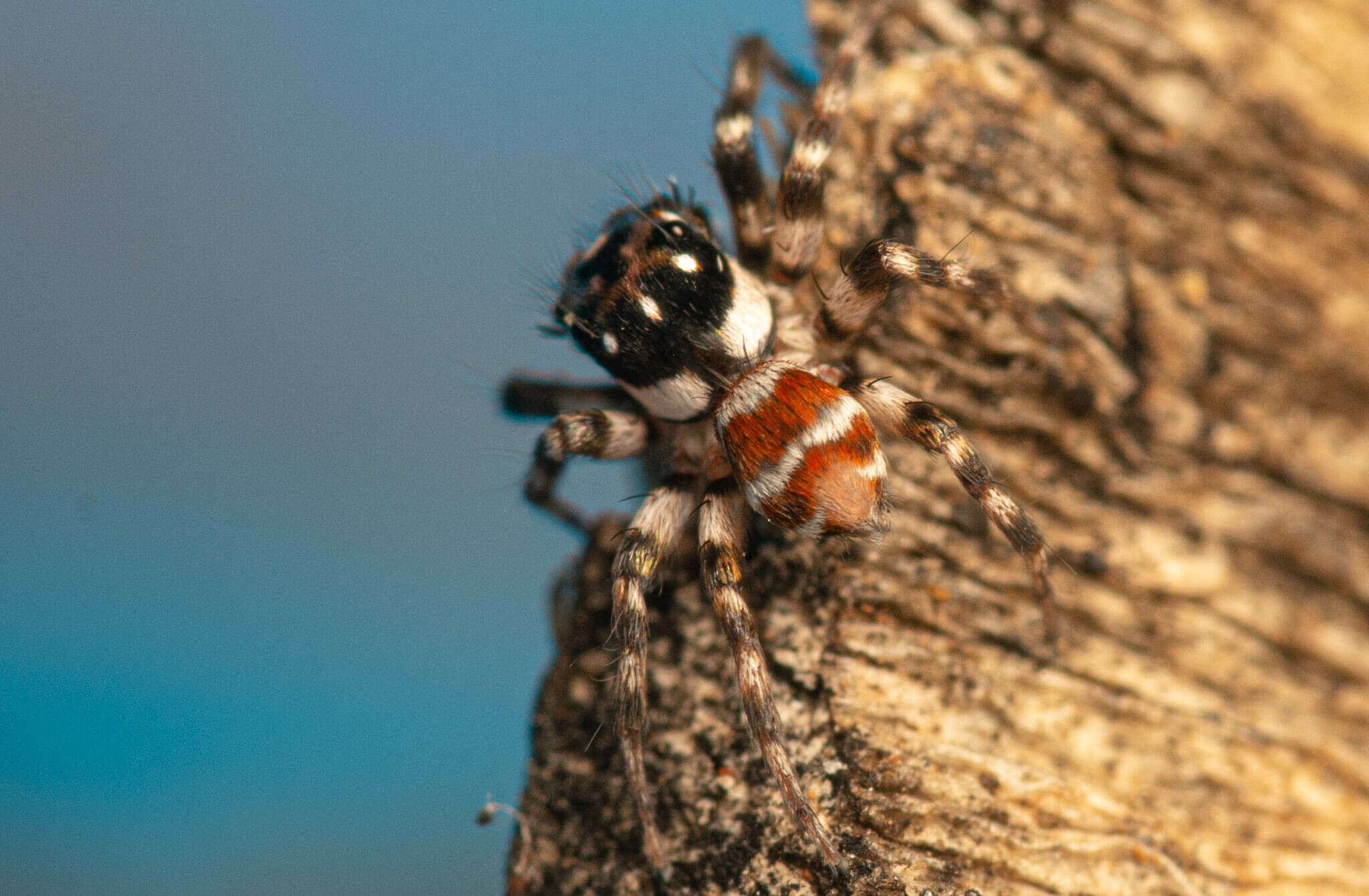 Image of Parajotus refulgens Wesolowska 2000