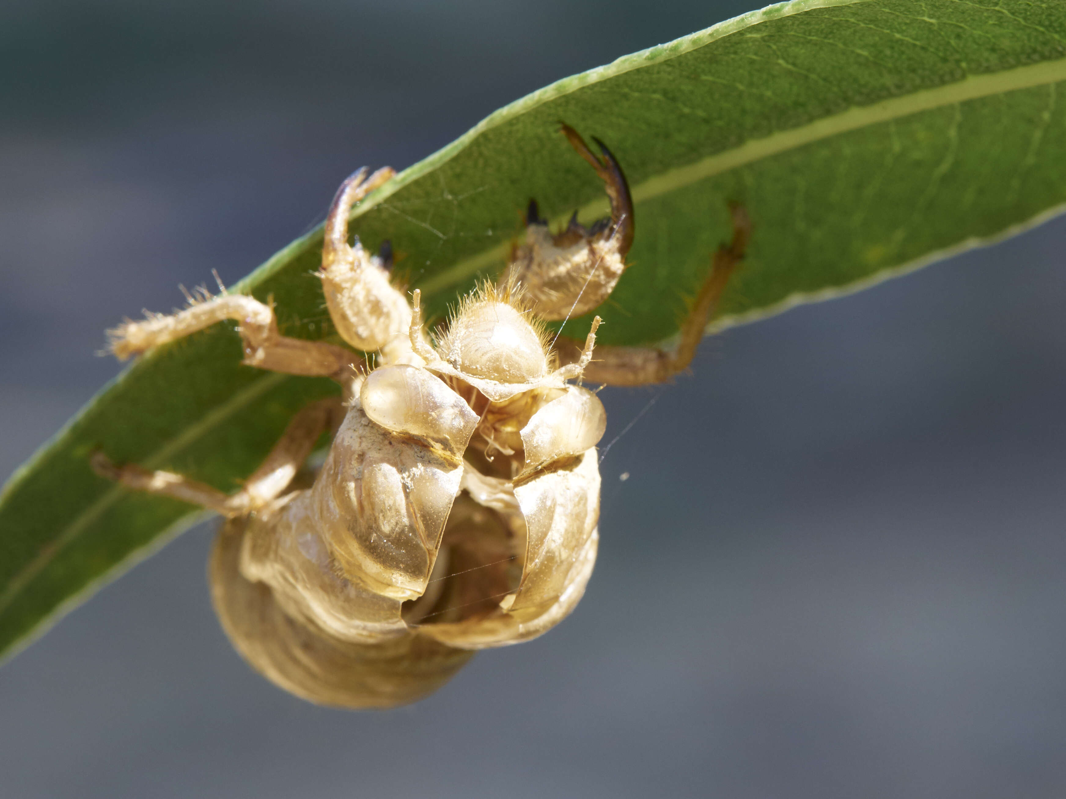 Image of Cicada orni Linnaeus 1758