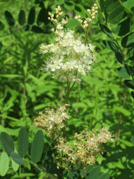 Image of Meadowsweet