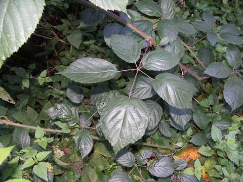 صورة Rubus macrophyllus Weihe & Nees