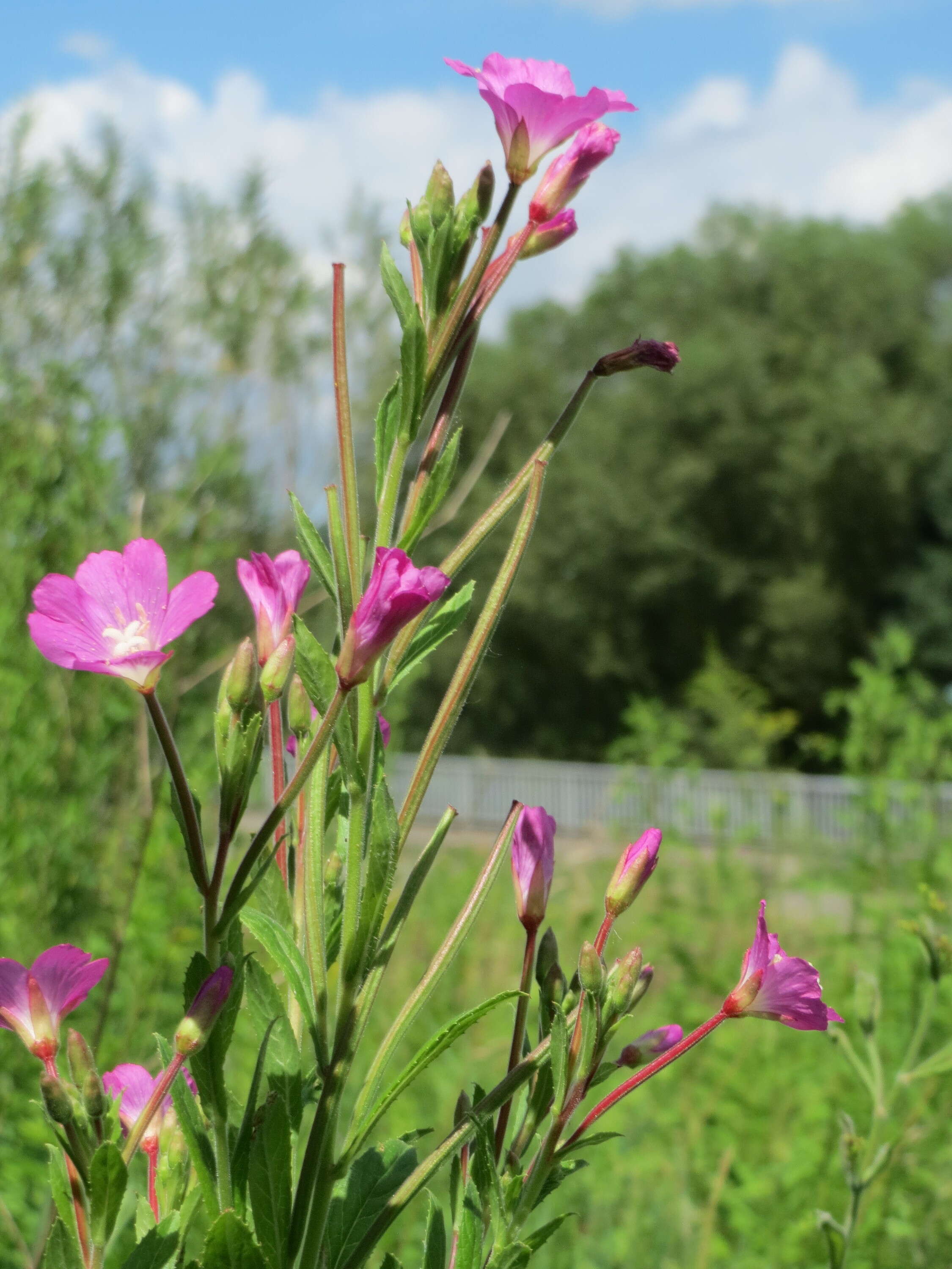 Слика од Epilobium hirsutum L.