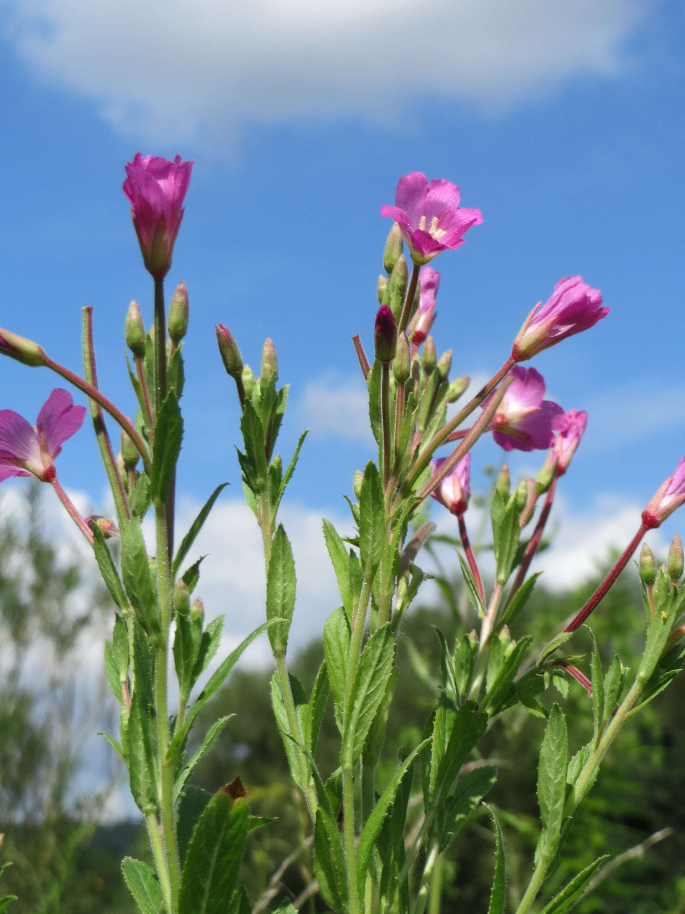 Слика од Epilobium hirsutum L.