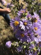 Image of Jessica's aster