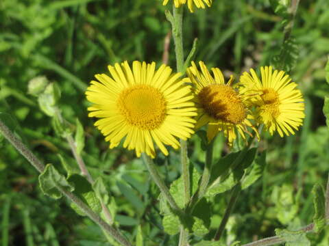 Image of common fleabane