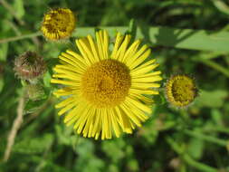 Image of common fleabane