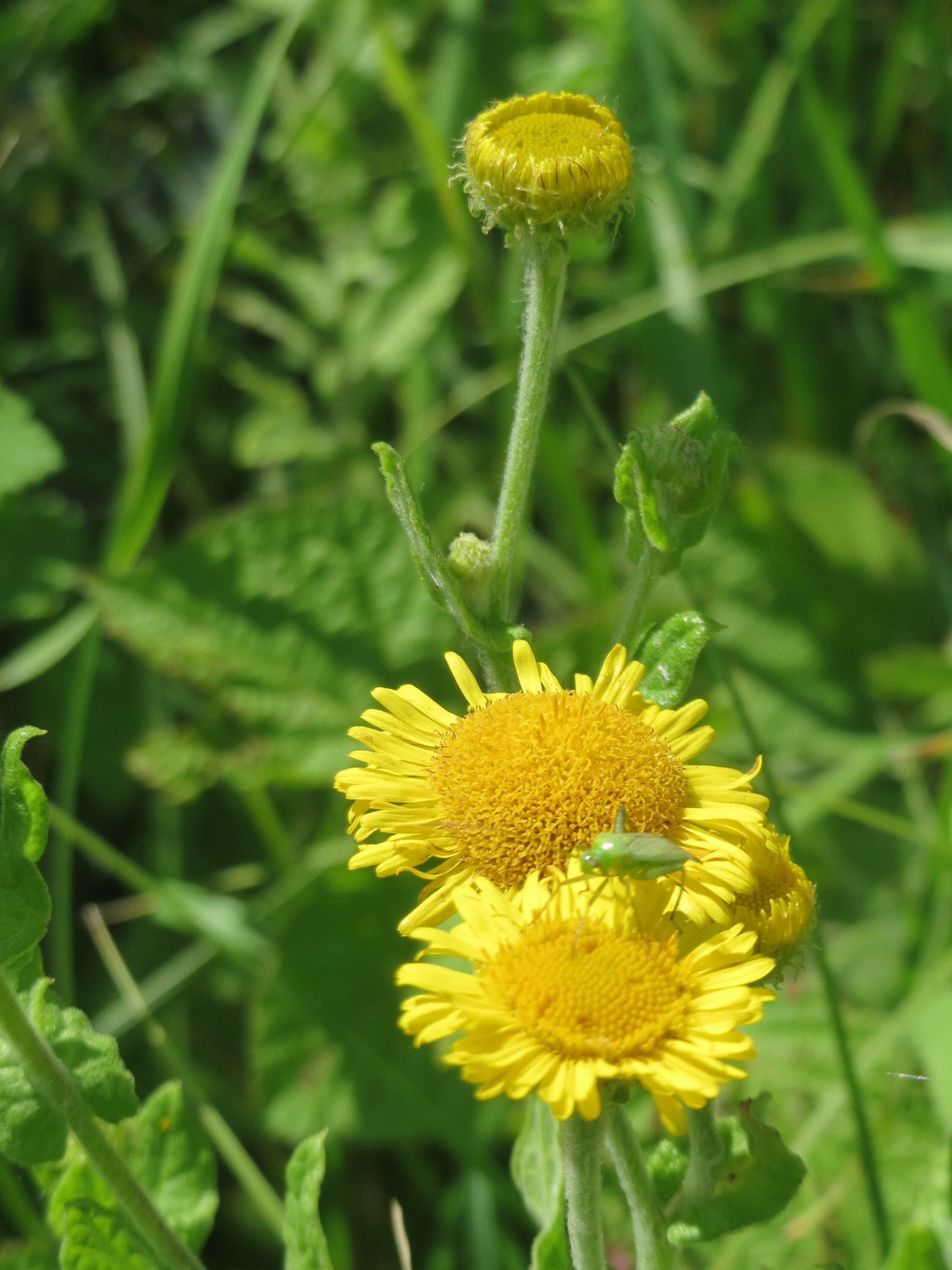 Image of common fleabane