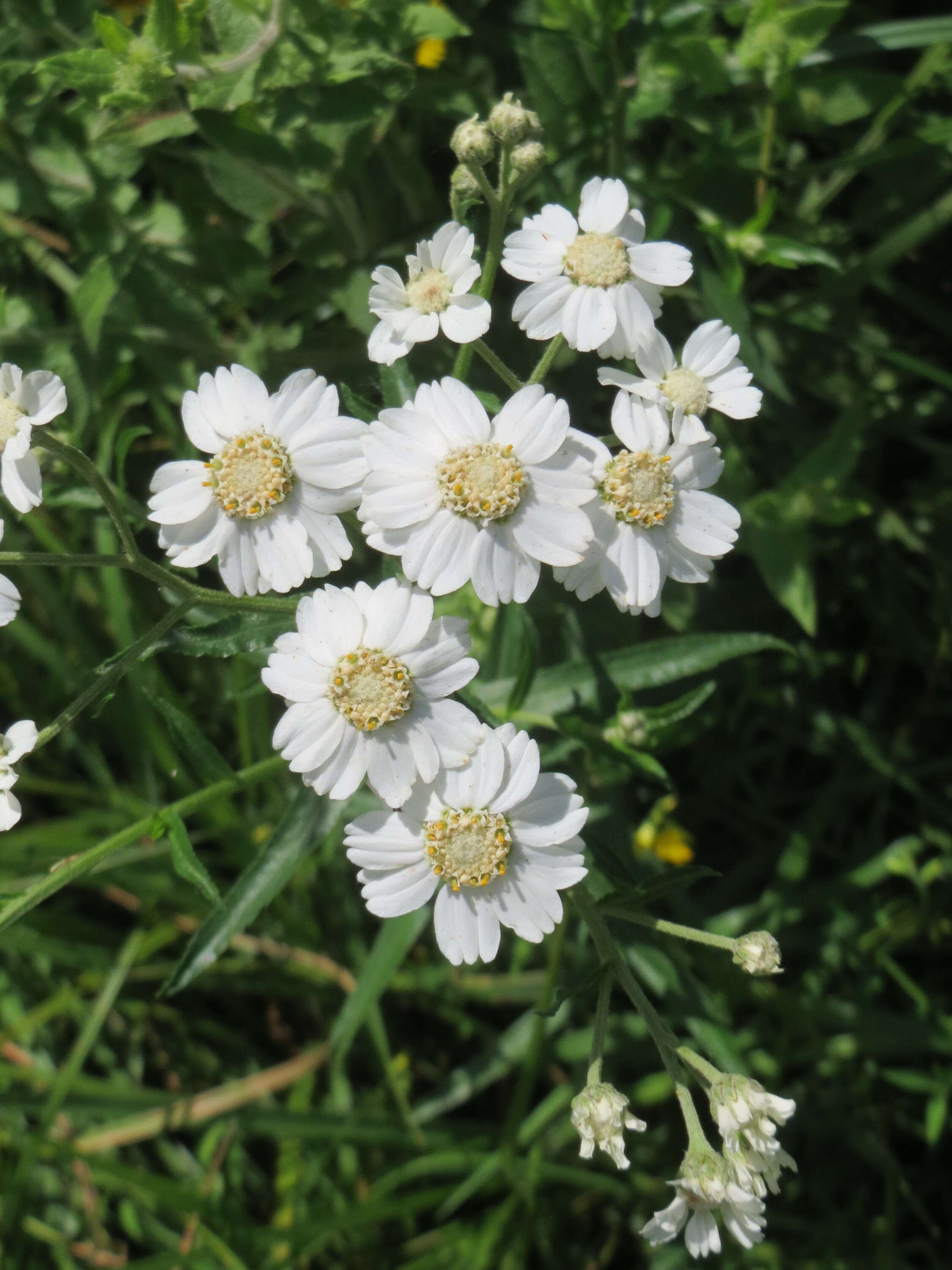 Image of Sneezeweed