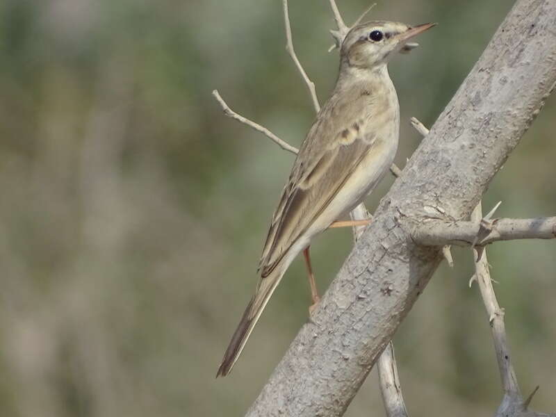 Image of Long-billed Pipit