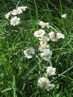 Image of Sneezeweed