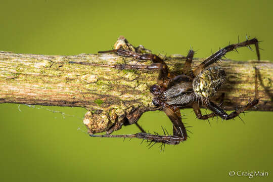 Image of Pararaneus perforatus (Thorell 1899)