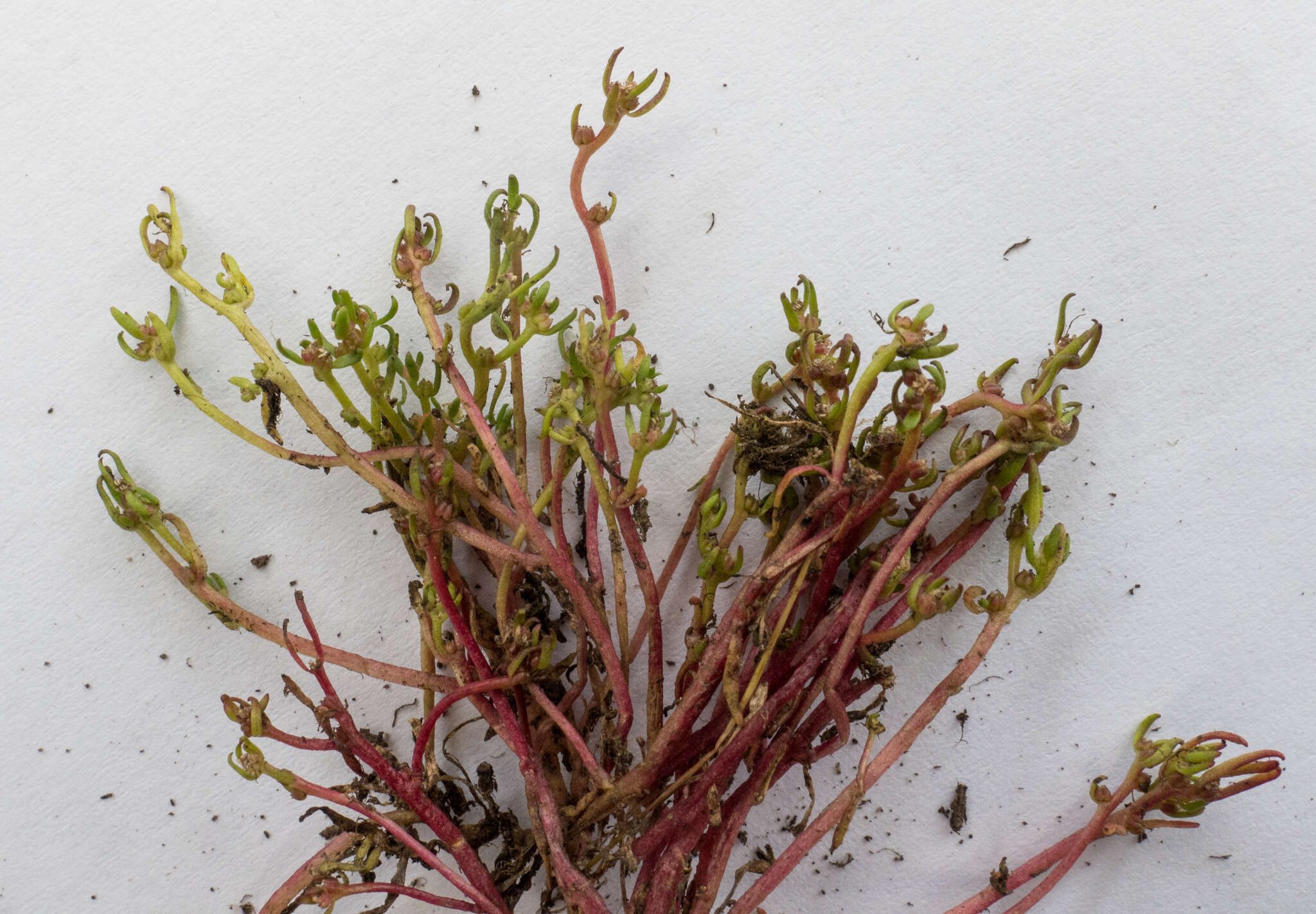 Image of Myriophyllum integrifolium (J. D. Hook.) J. D. Hook.