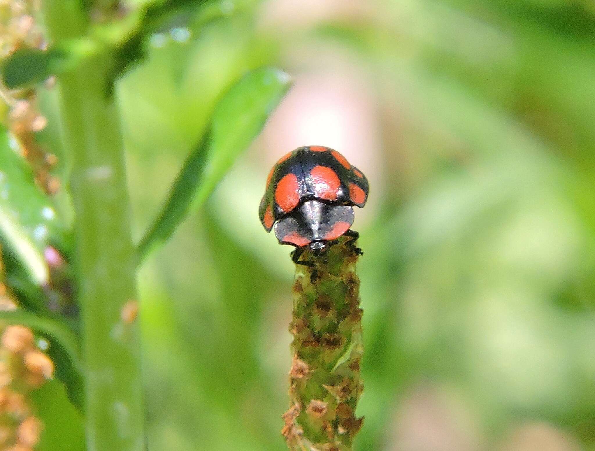 Imagem de Botanochara duodecimverrucata (Boheman 1850)