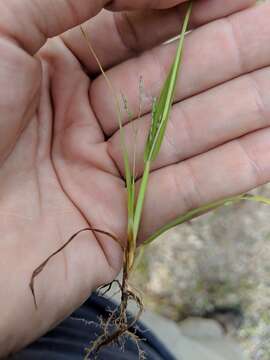 Digitaria ischaemum (Schreb.) Muhl. resmi