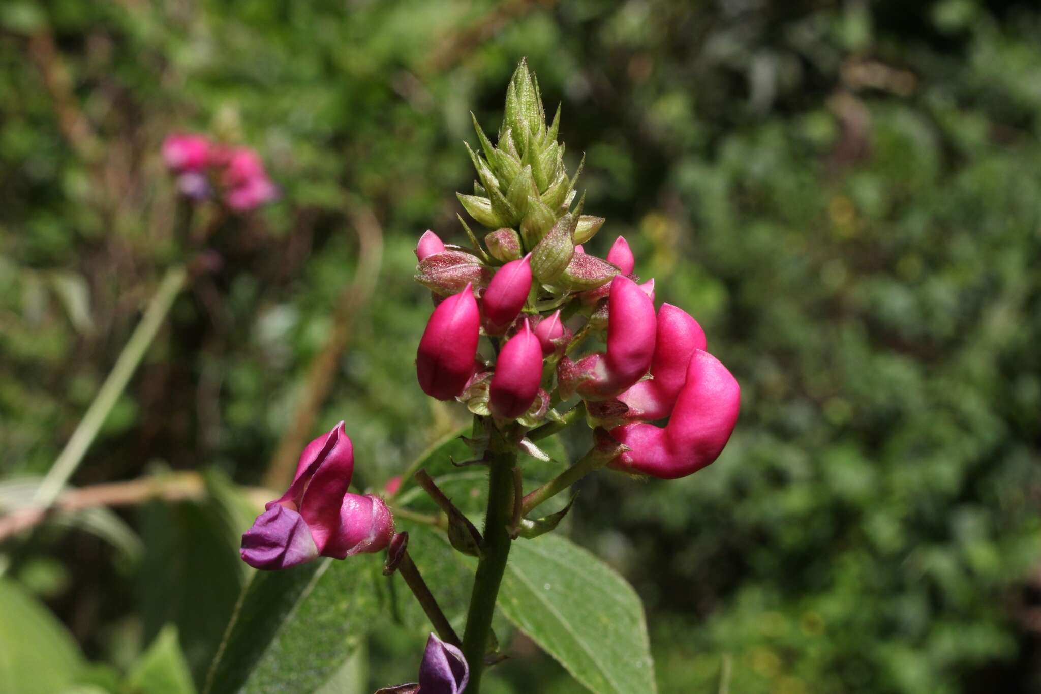 Image of <i>Phaseolus costaricensis</i>