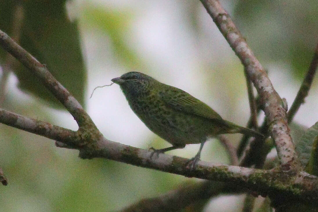 صورة Ixothraupis punctata (Linnaeus 1766)