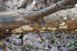 Image de Diplomitoporus flavescens (Bres.) Domański 1970