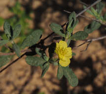 Image of Helianthemum stipulatum (Forsk.) C. Chr.