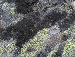 Image of bryocaulon lichen