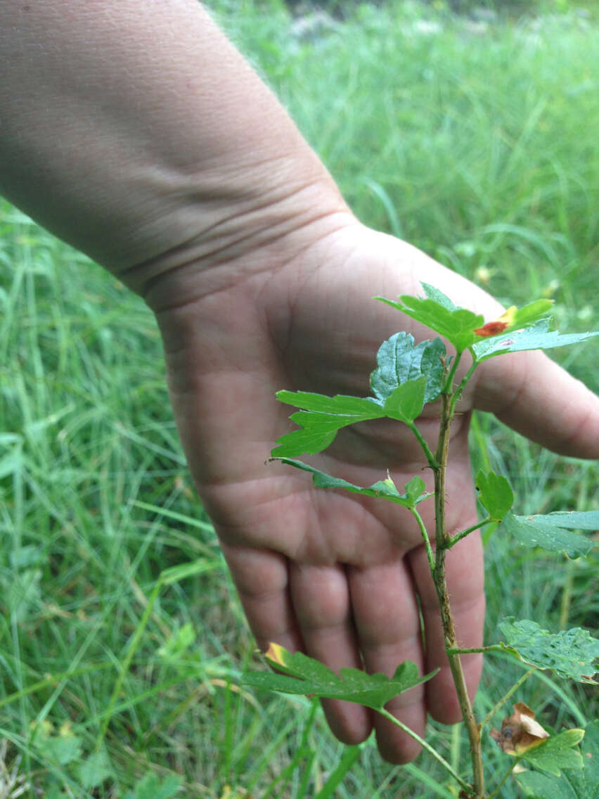 Image of Ribes inerme var. inerme