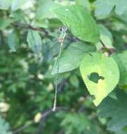 Image of Eastern Willow Spreadwing