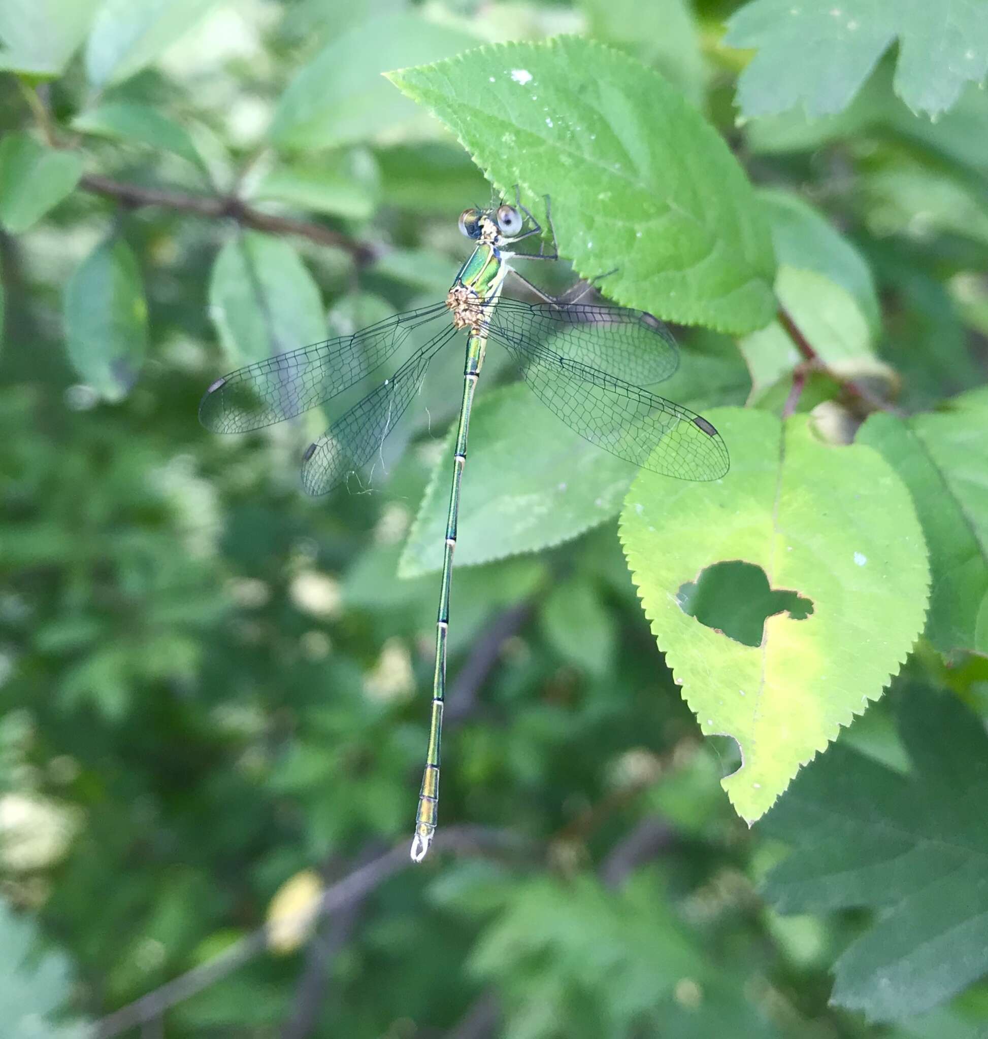 Image of Eastern Willow Spreadwing