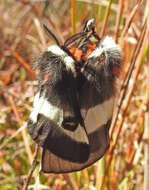 Image of Buck Moth